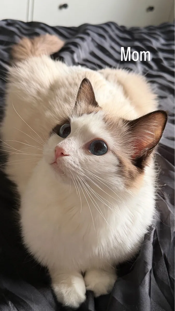 Ragdoll kittens (2 girls left) - Image 4