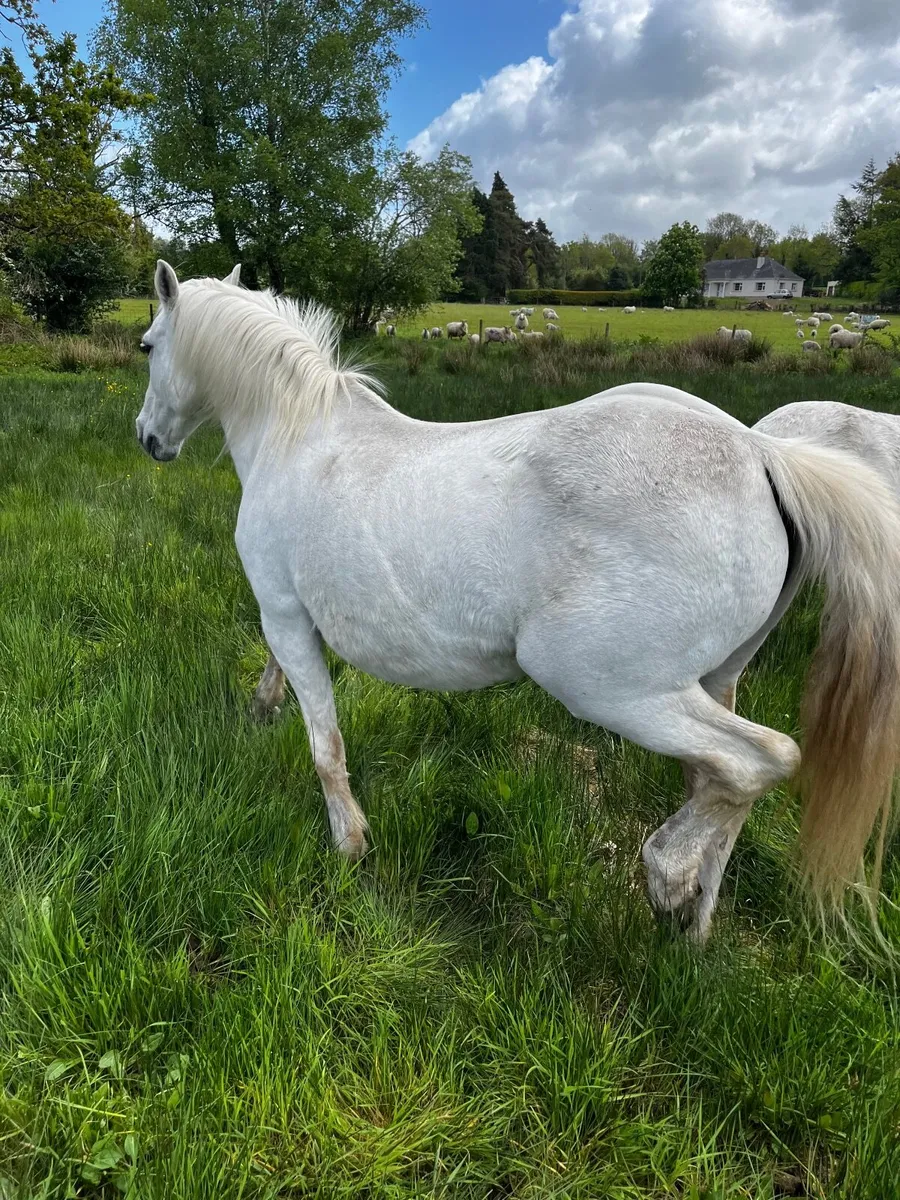 Horses for sale. - Image 2
