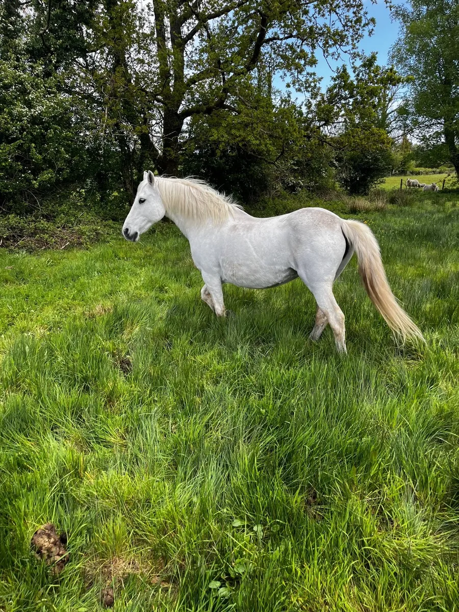 Horses for sale. - Image 1