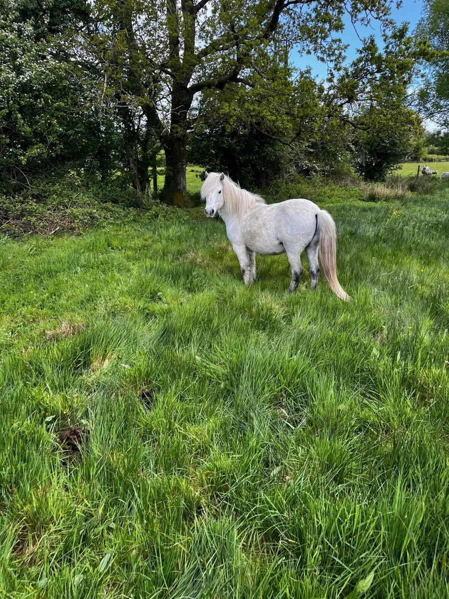Horses for sale. - Image 3