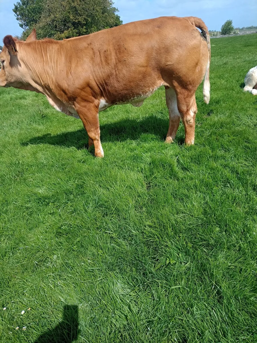 Maiden heifers - Image 1