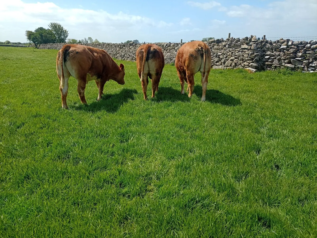 Maiden heifers - Image 3