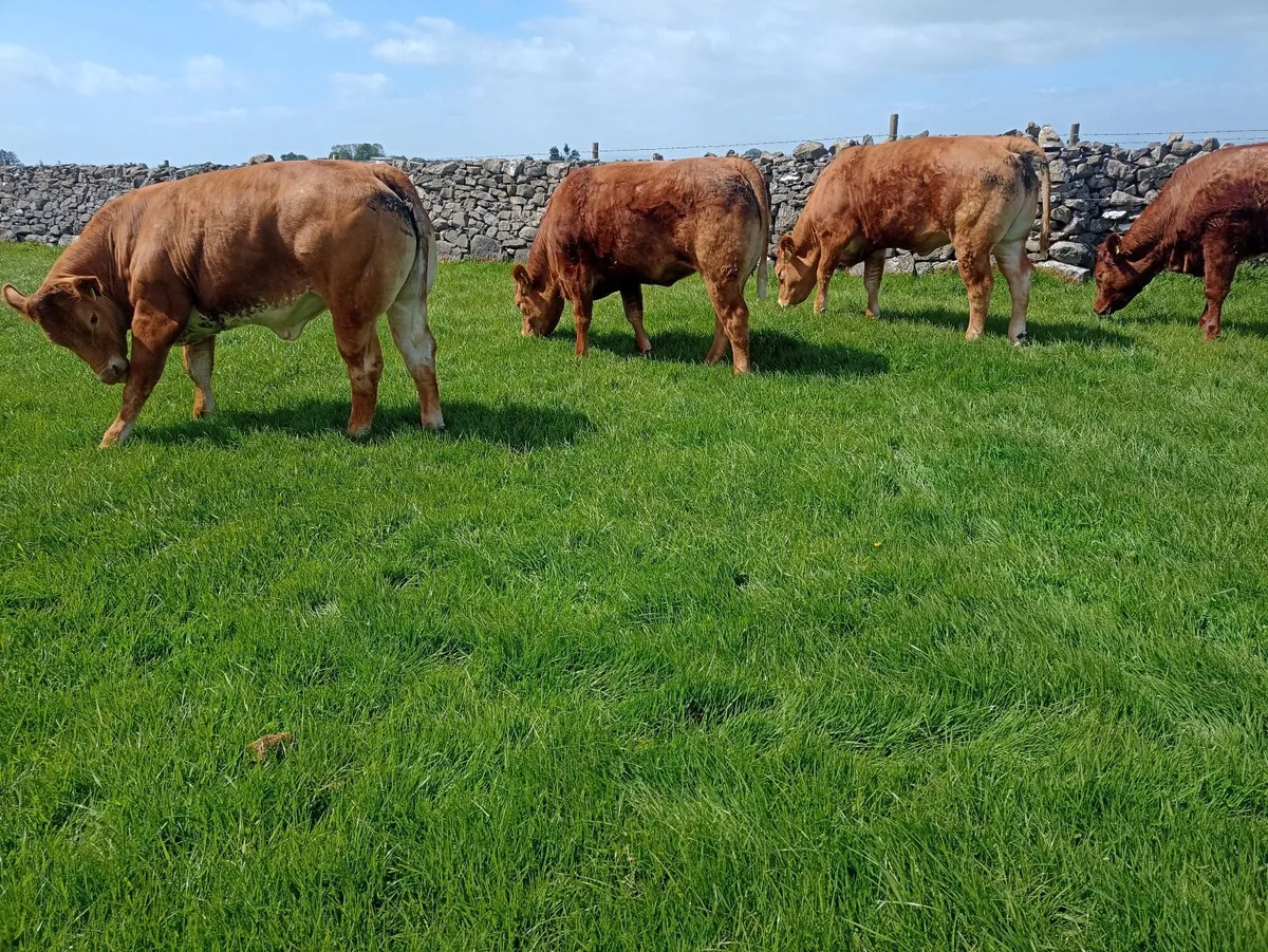 Maiden heifers - Image 2