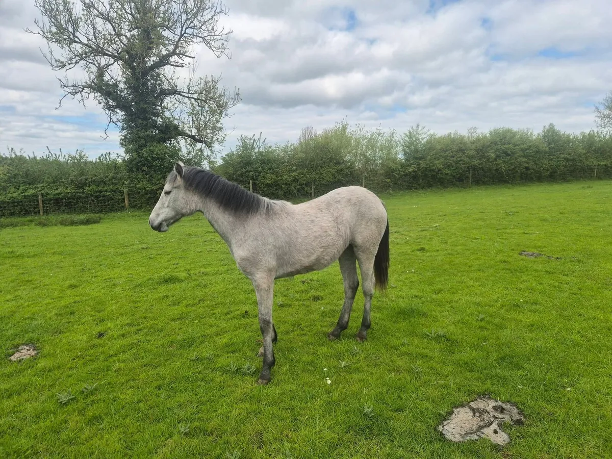 Connemara filly - Image 3