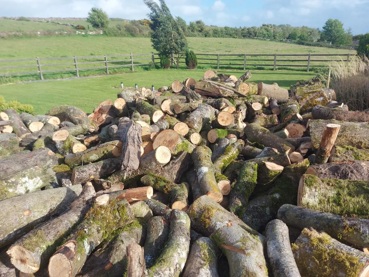 Firewood - Image 4