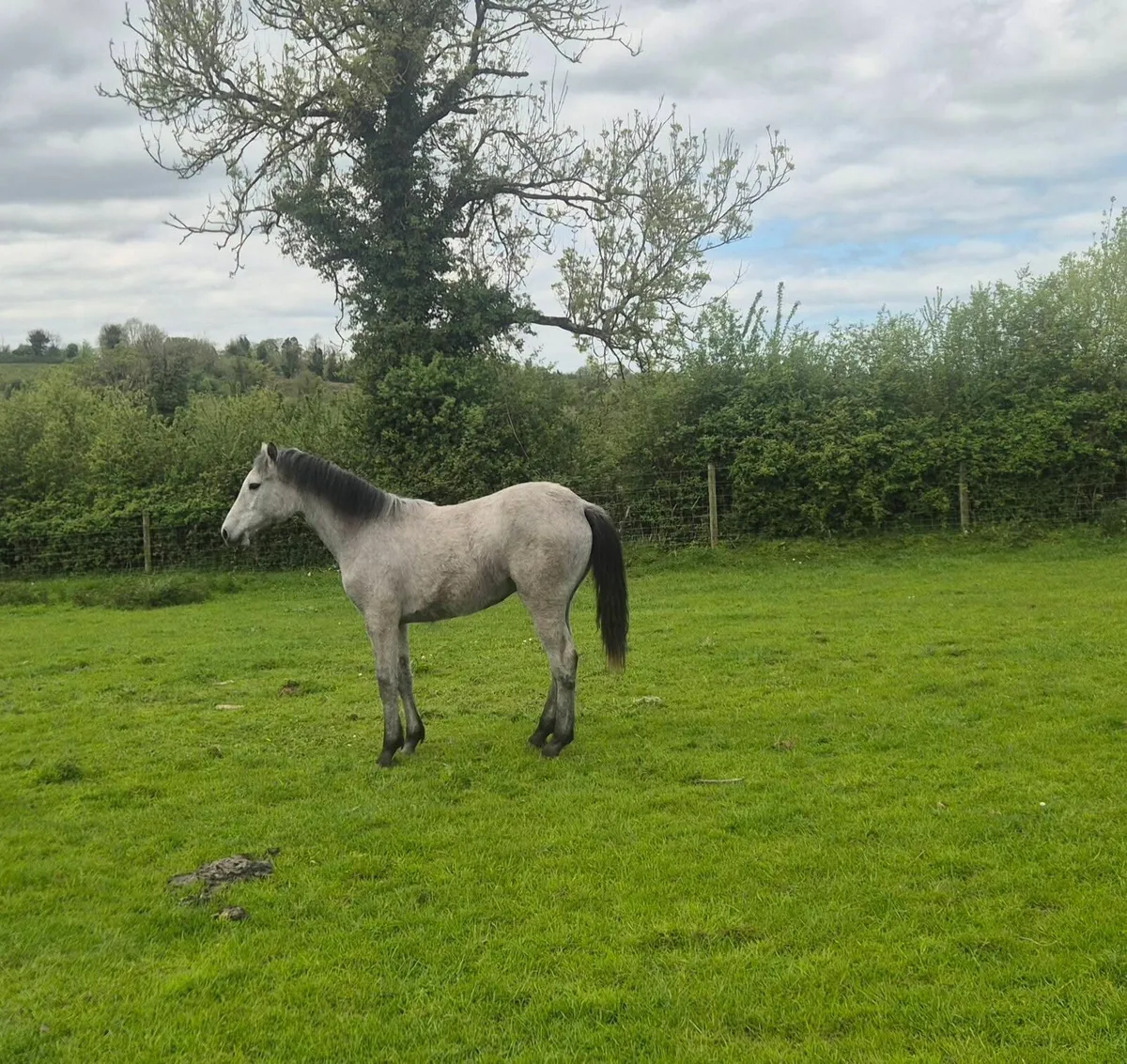 Connemara filly - Image 1
