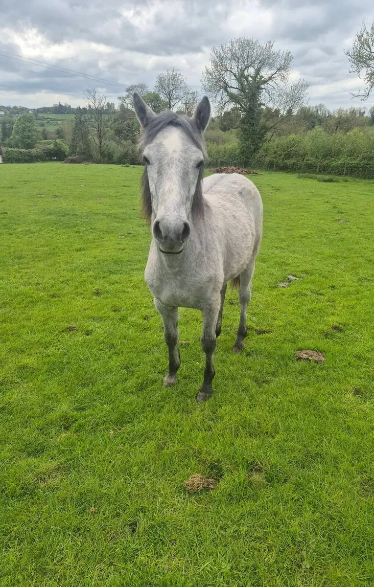 Connemara filly - Image 2