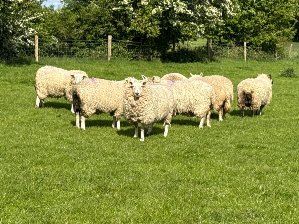 11 Strong Ewe Hoggets Ideal replacements - Image 1
