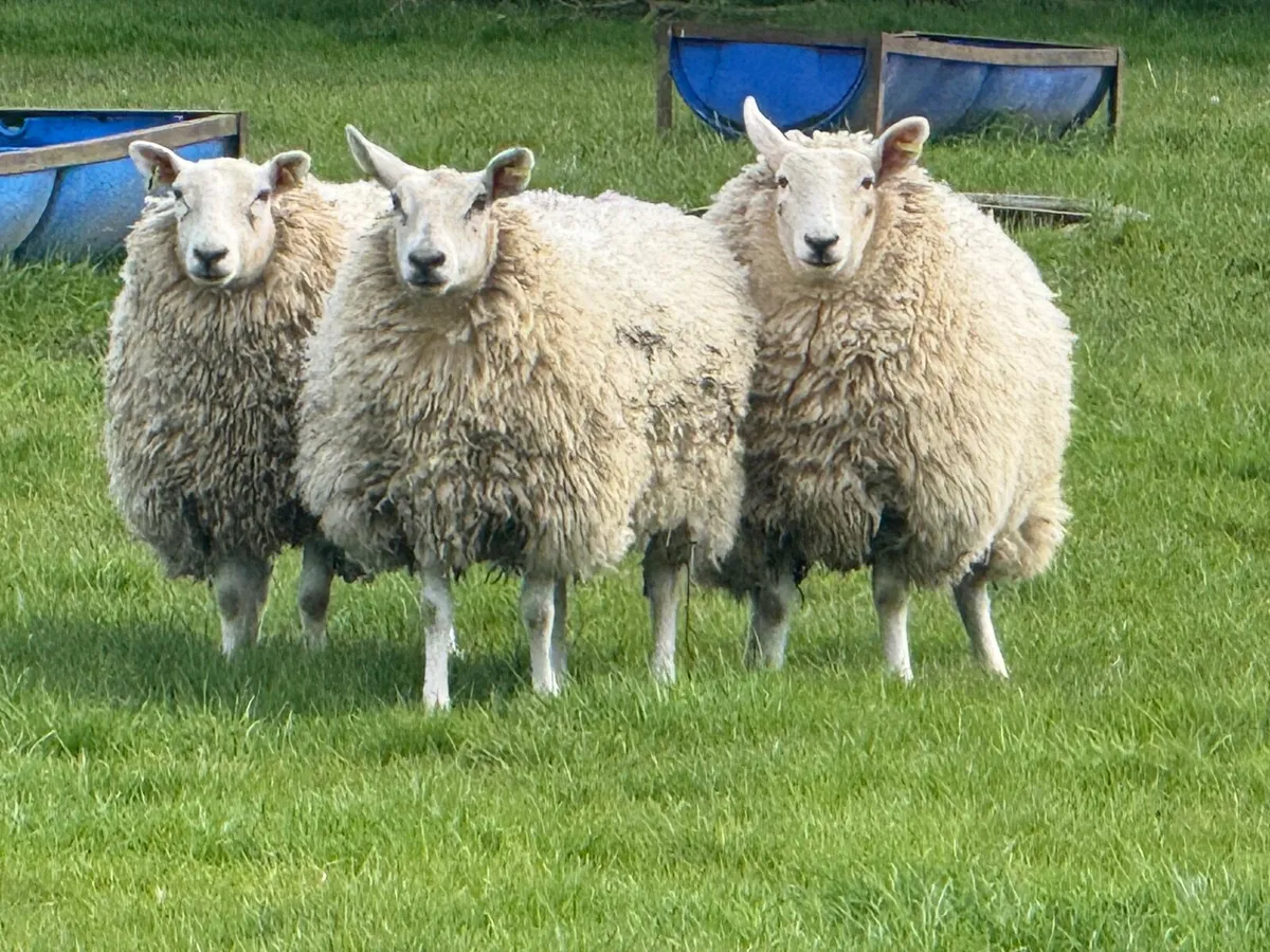 11 Strong Ewe Hoggets Ideal replacements - Image 4