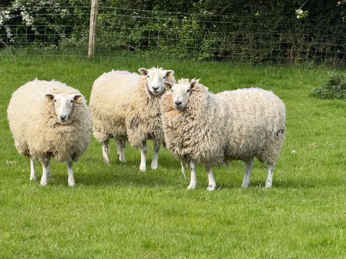 11 Strong Ewe Hoggets Ideal replacements - Image 2