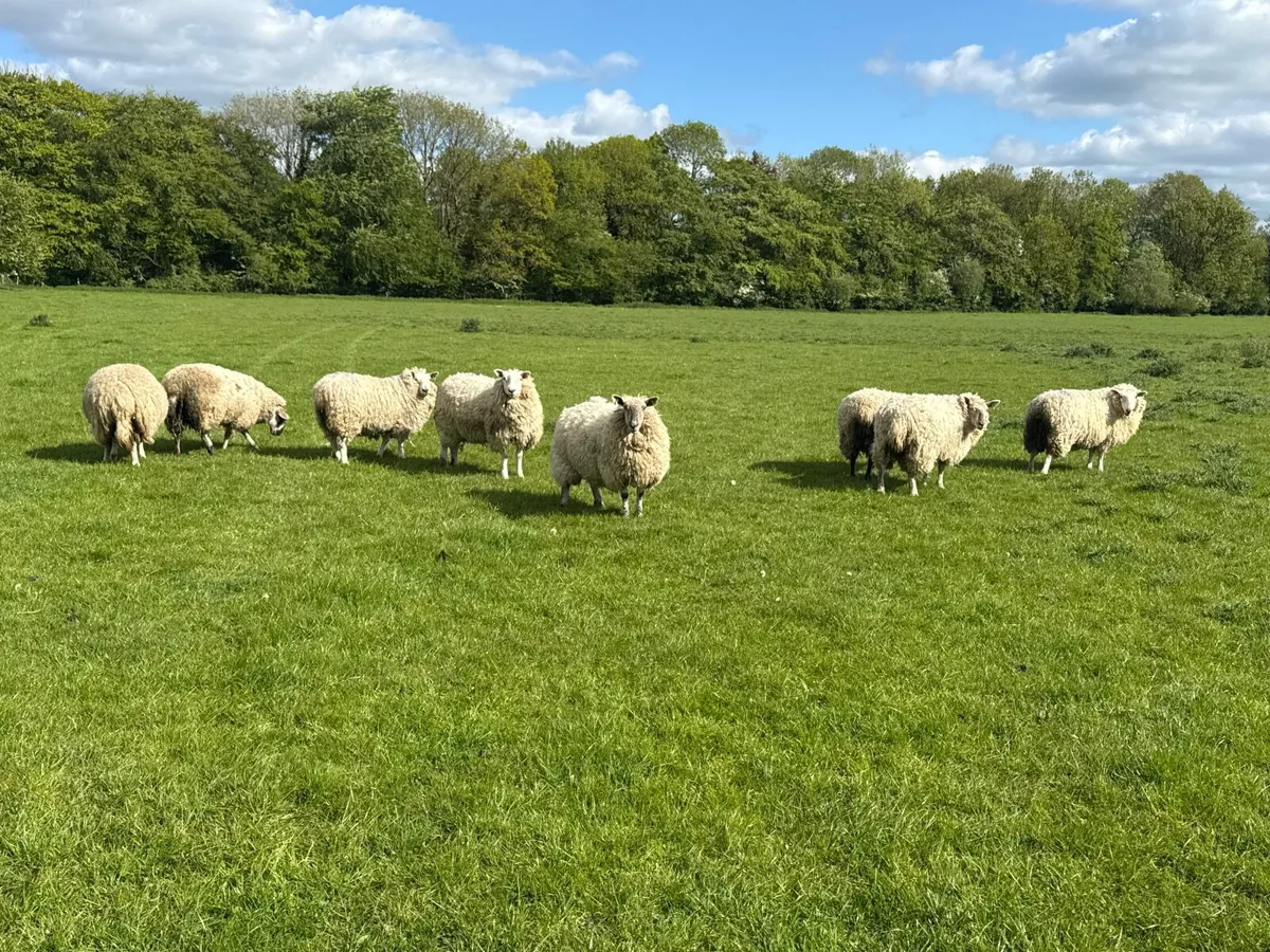 11 Strong Ewe Hoggets Ideal replacements - Image 3
