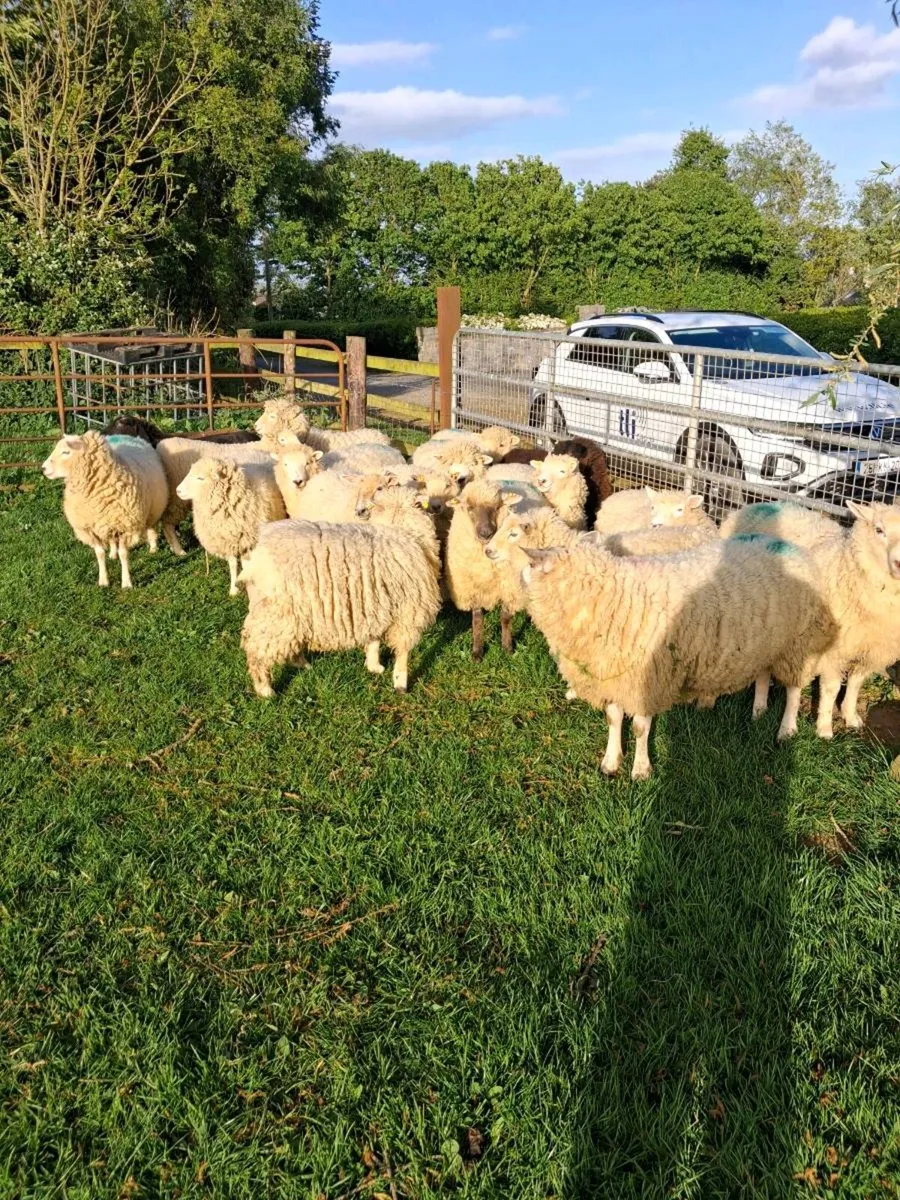 Dorset x Hoggets - Image 1