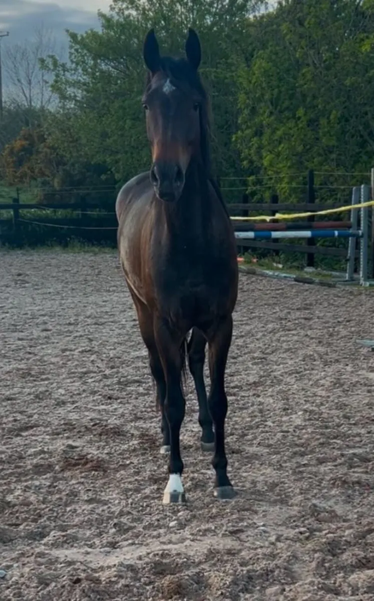 Horses eventer - Image 1