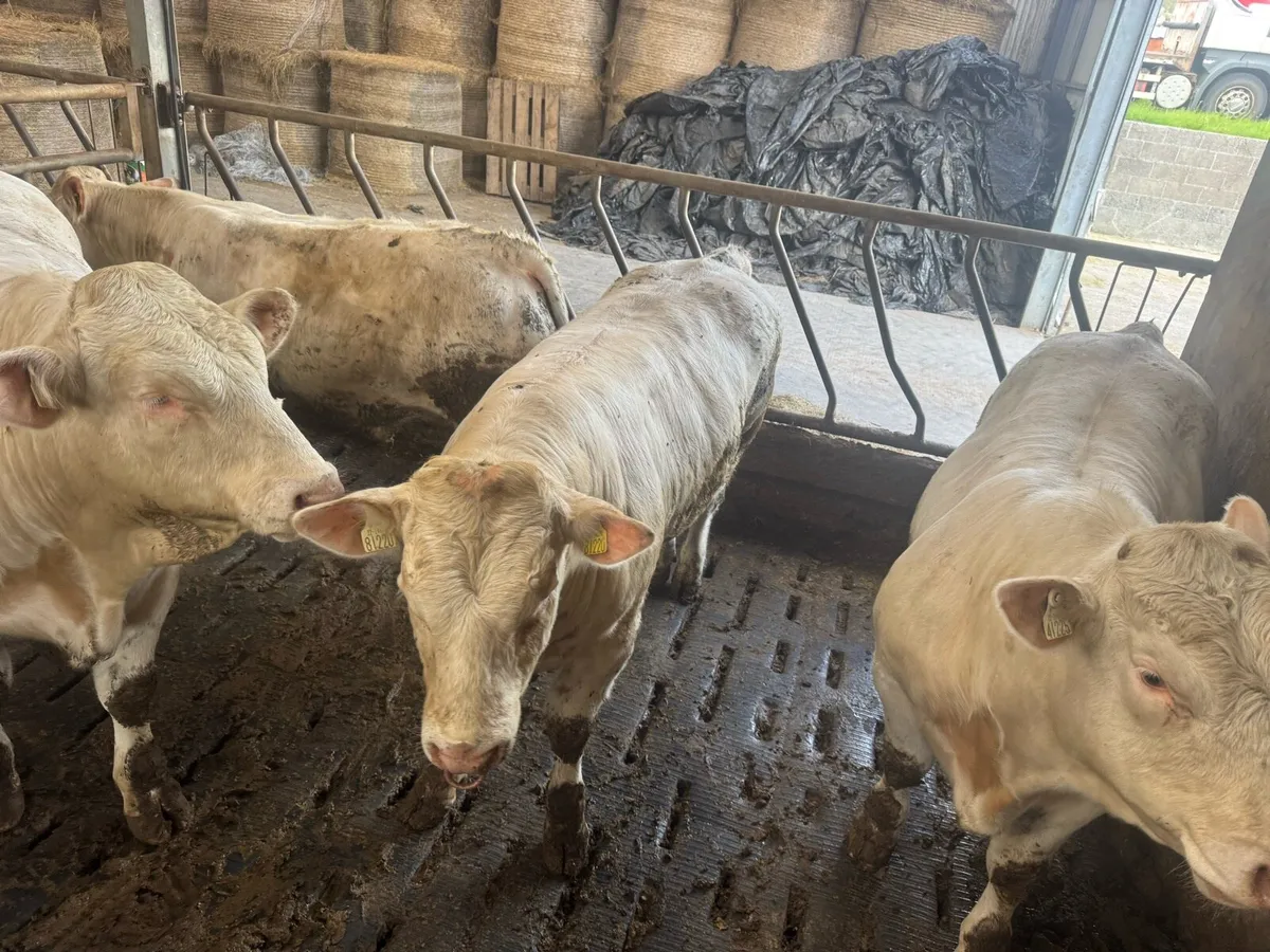 4 PedigreeCharolais Bulls - Image 1