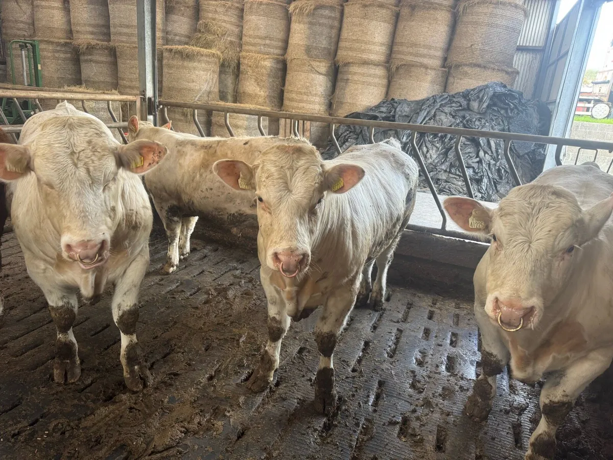 4 PedigreeCharolais Bulls - Image 2
