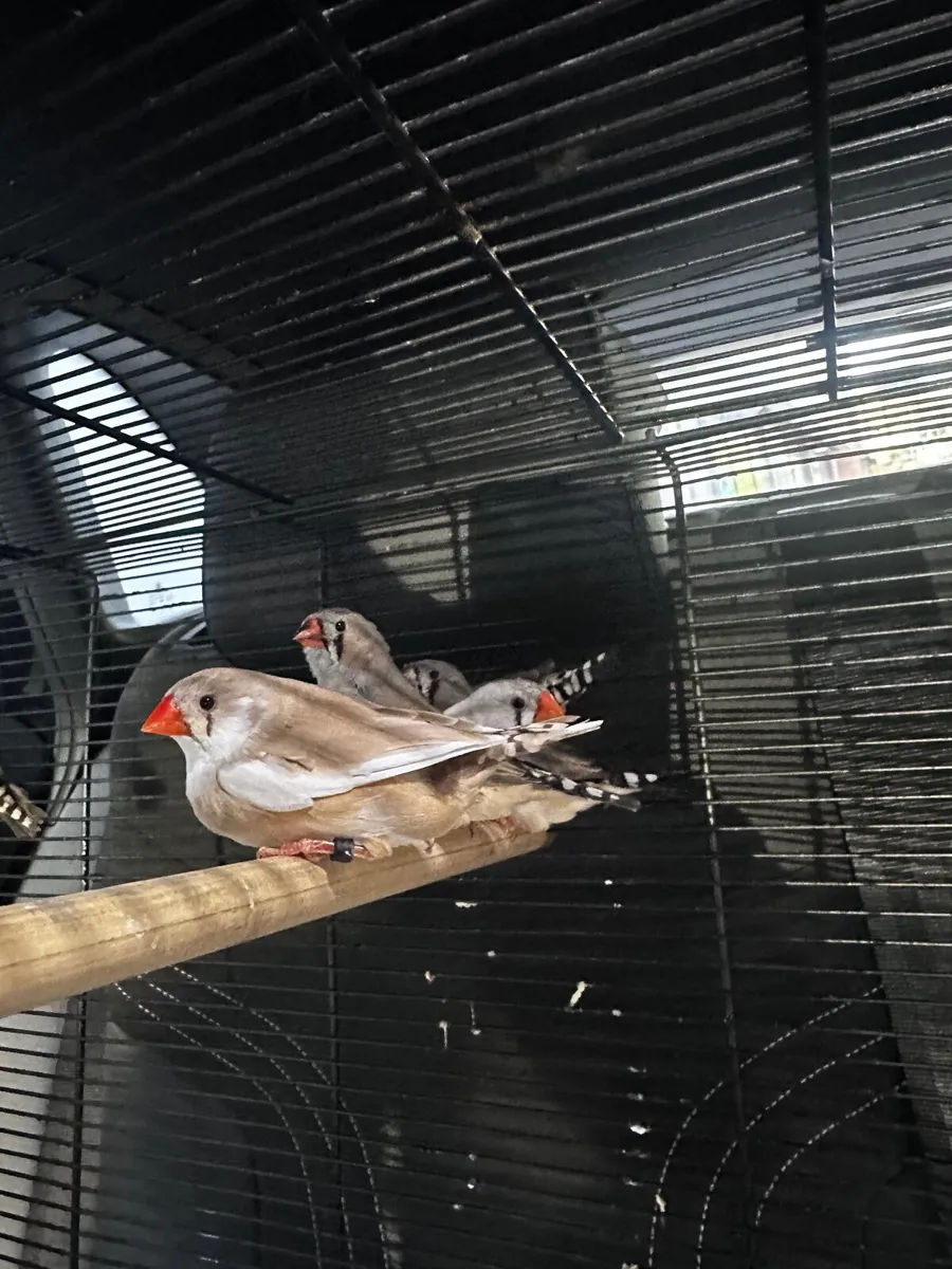 Zebra Finch’s & Budgies - Image 1