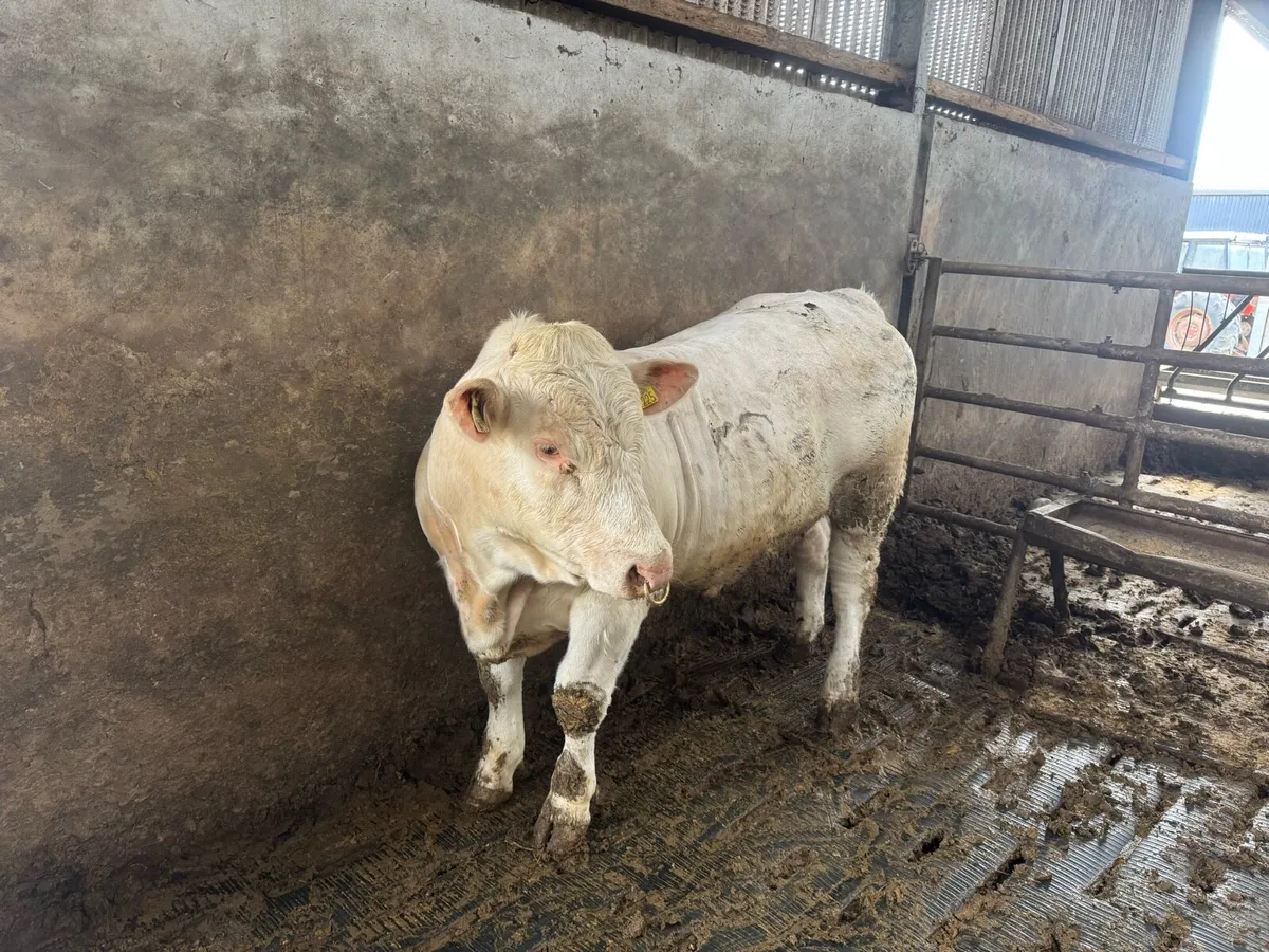 ⭐️⭐️⭐️⭐️⭐️PedigreeCharolais Bulls ⭐️⭐️⭐️⭐️⭐️ - Image 1