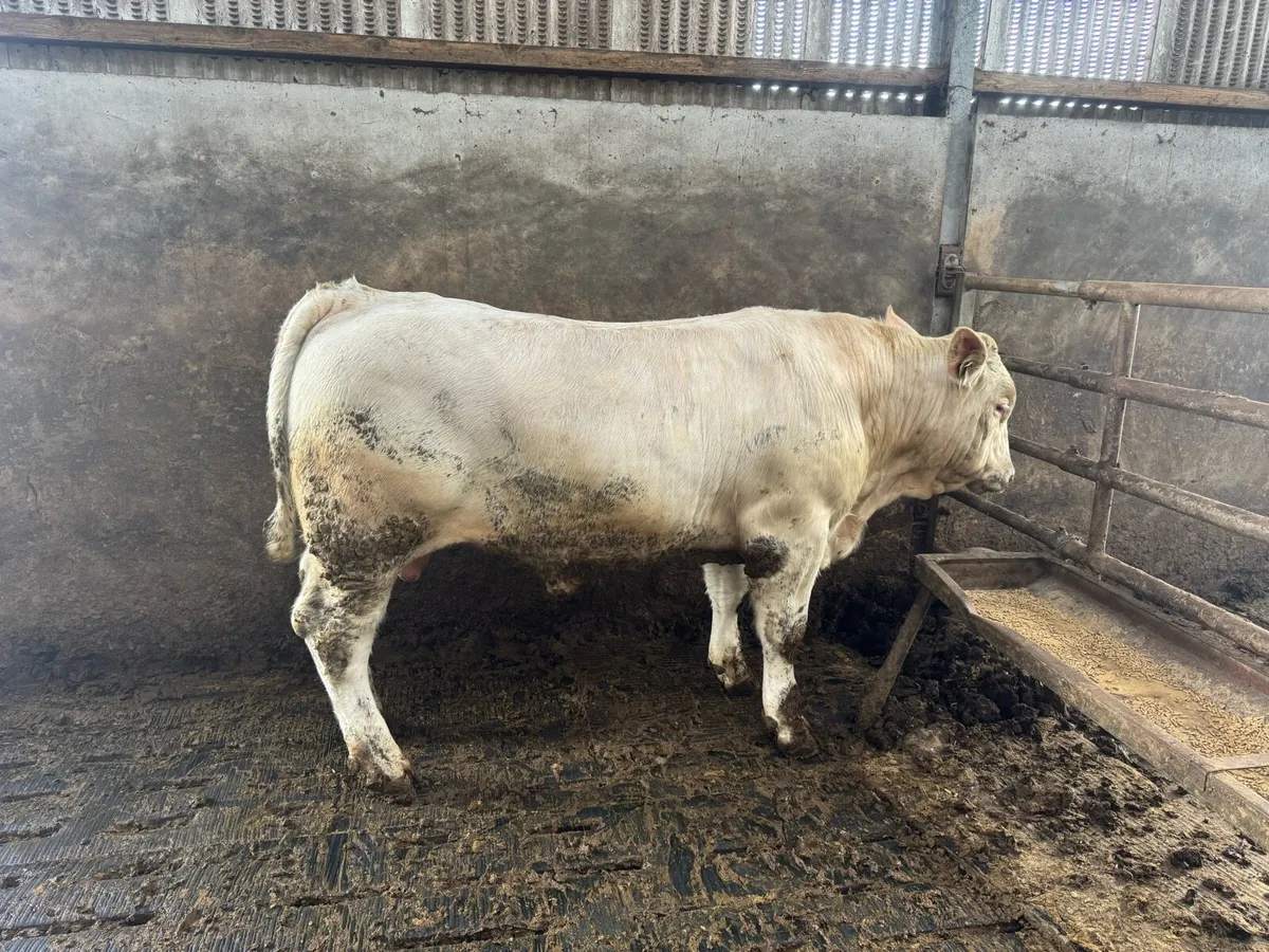 ⭐️⭐️⭐️⭐️⭐️PedigreeCharolais Bulls ⭐️⭐️⭐️⭐️⭐️ - Image 2