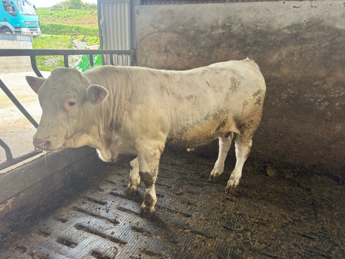 ⭐️⭐️⭐️⭐️⭐️PedigreeCharolais Bulls ⭐️⭐️⭐️⭐️⭐️ - Image 3