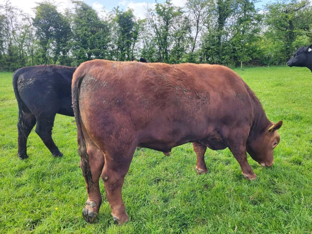Red Angus bulls for sale - Image 1