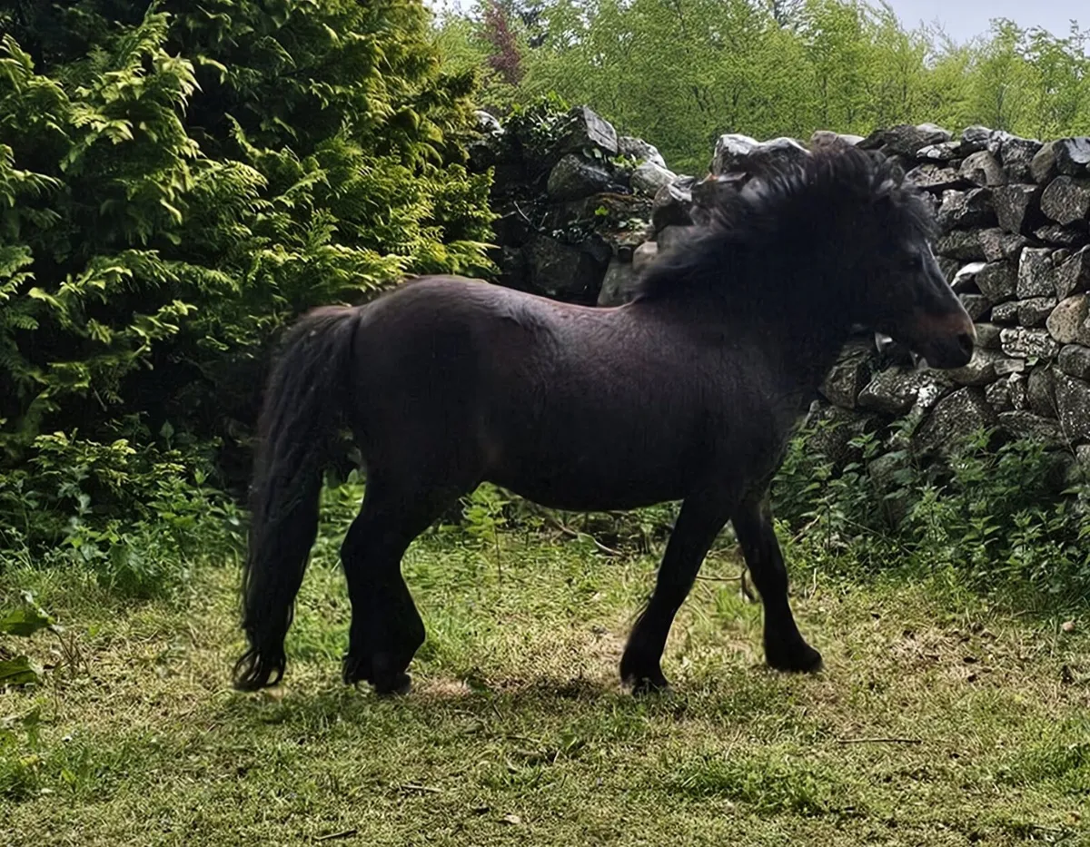 Pony - Image 2
