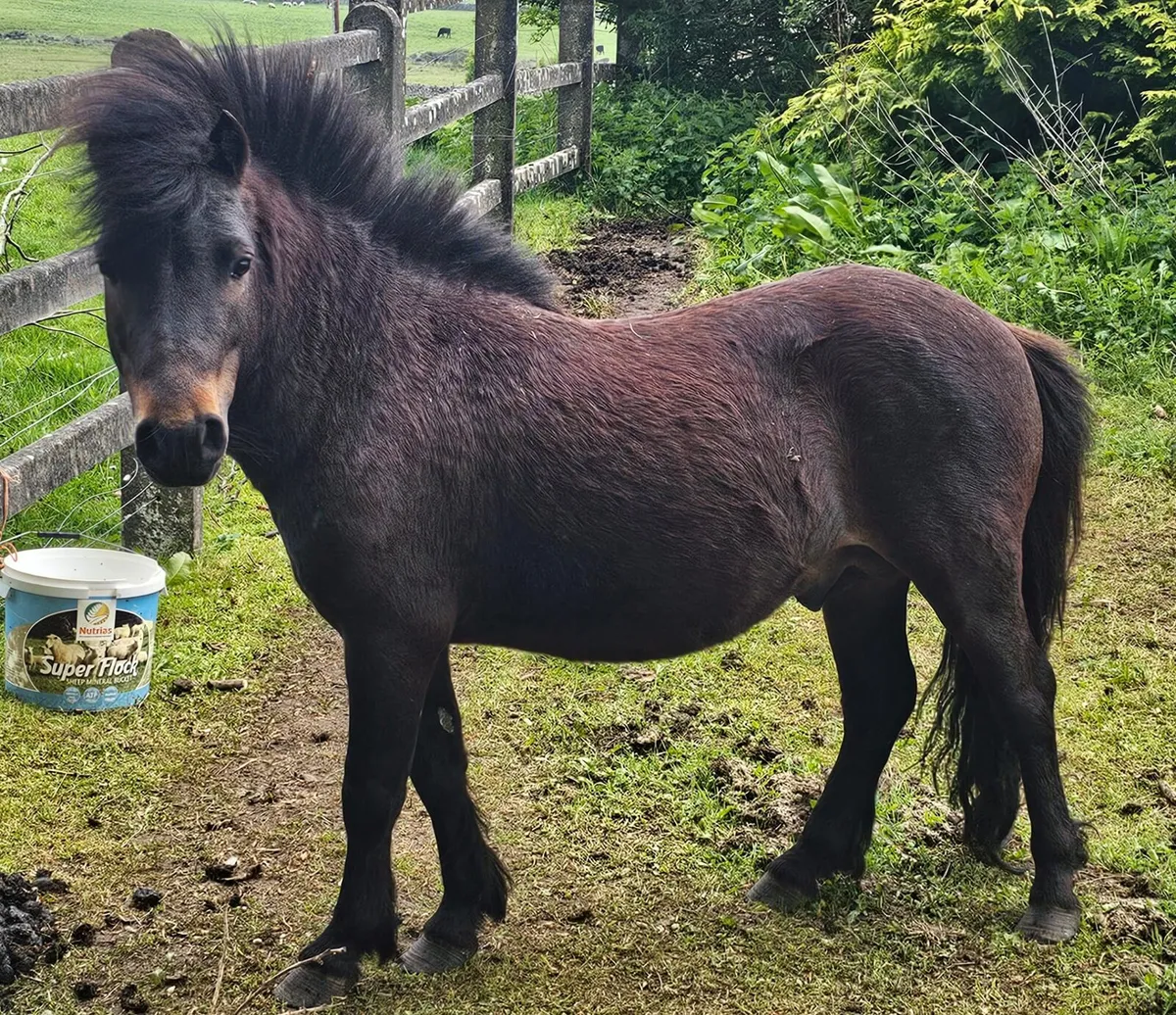 Pony - Image 1