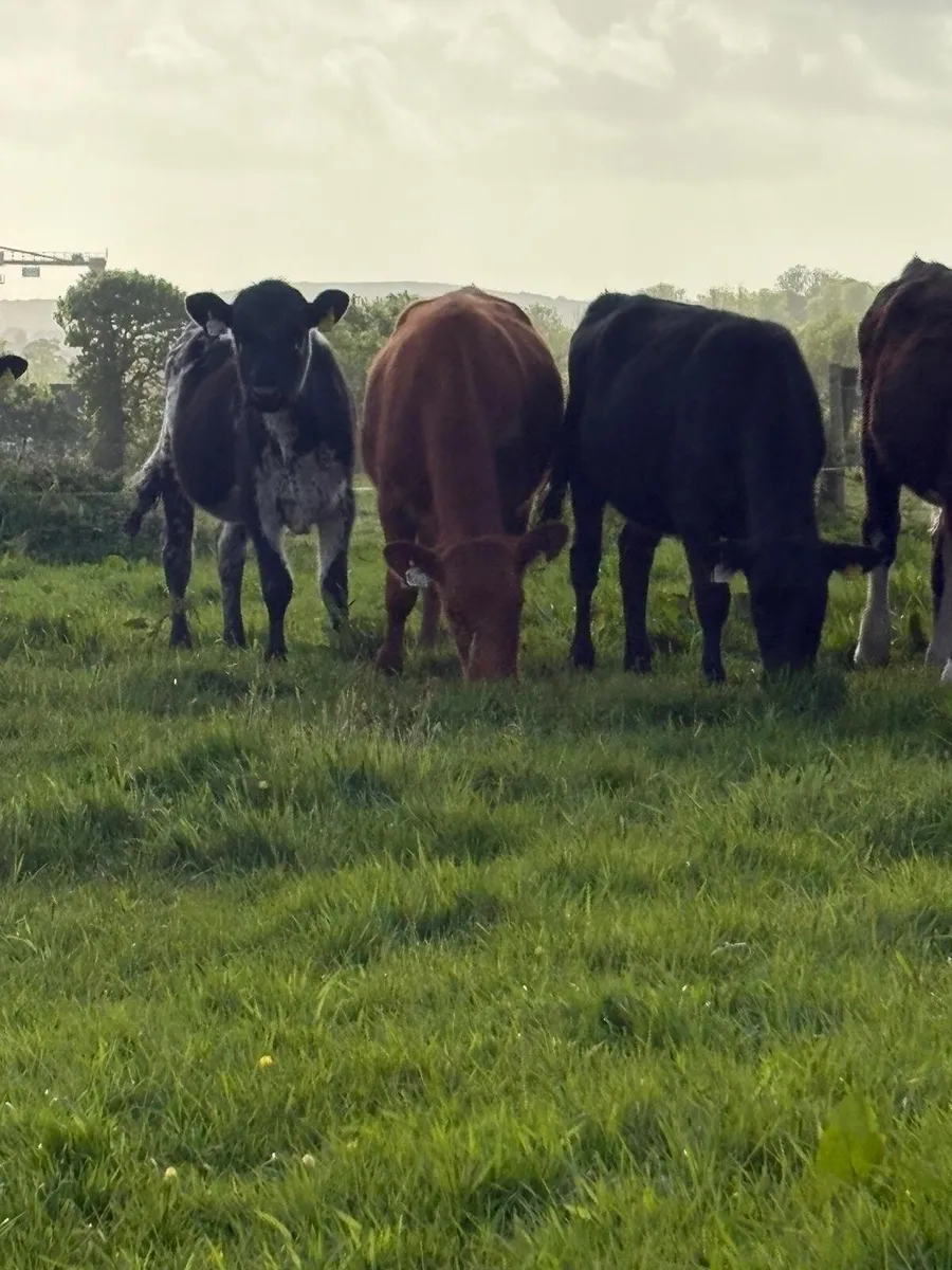 20 quality heifers - Image 2