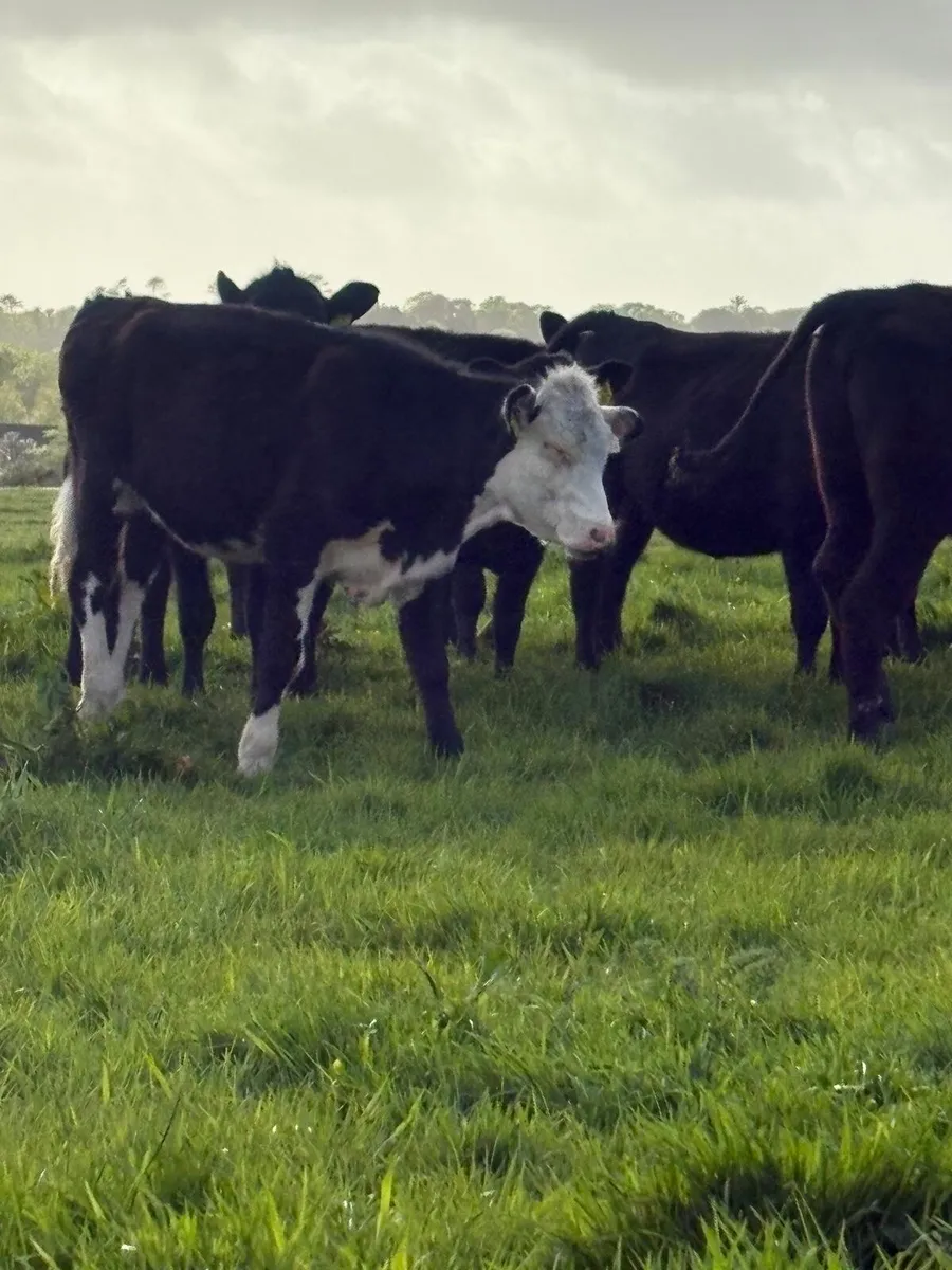 20 quality heifers - Image 3