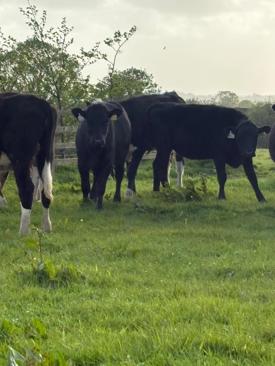 20 quality heifers - Image 4