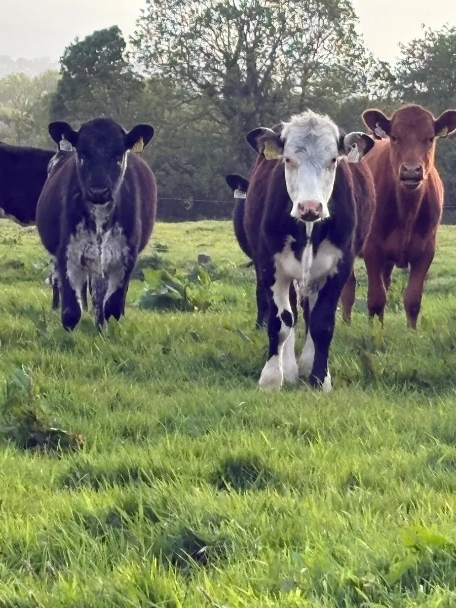 20 quality heifers - Image 1
