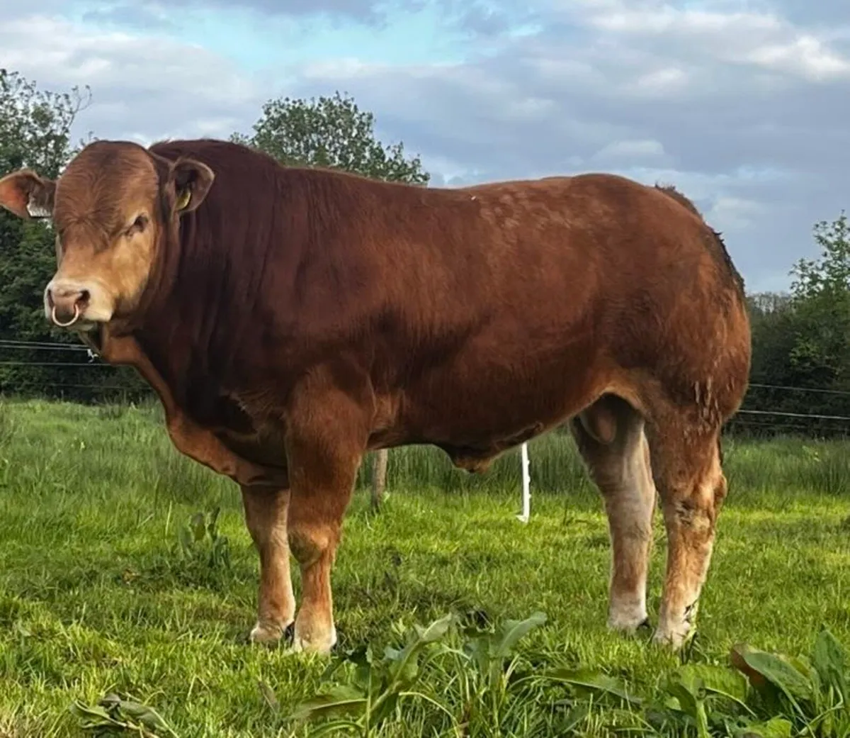 Pedigree Limousin Bull - Image 1