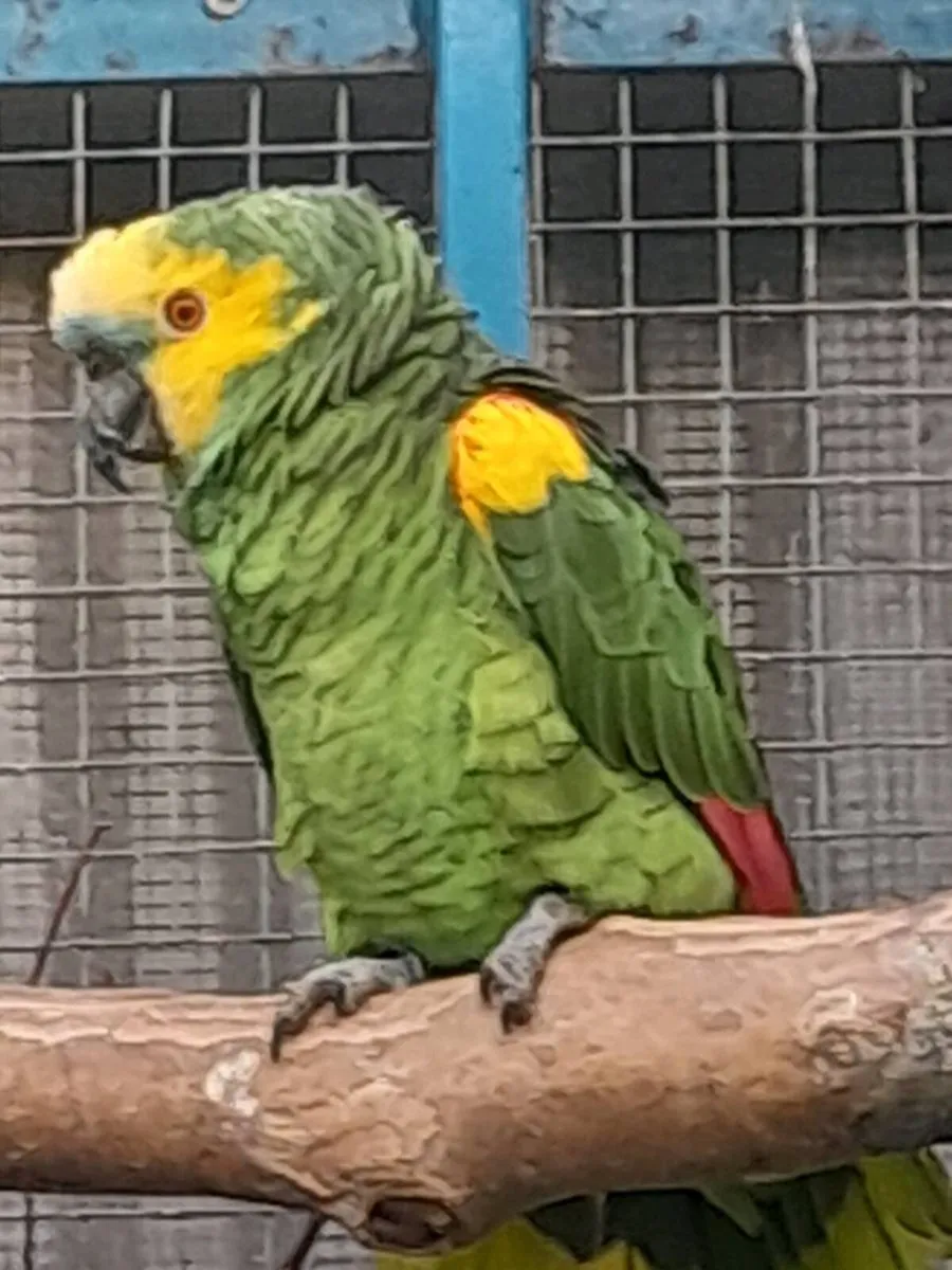 Male bluefront  amazon and lovebirds - Image 2