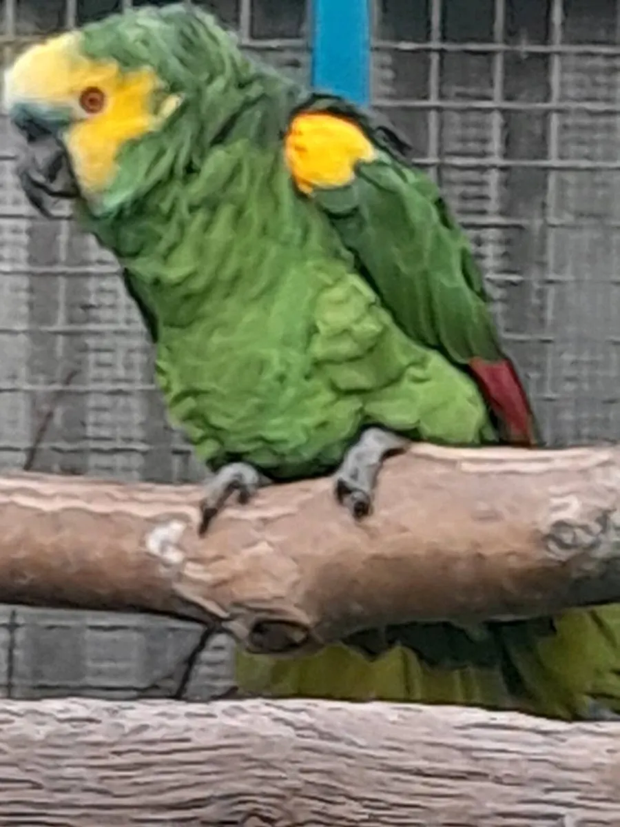 Male bluefront  amazon and lovebirds - Image 3