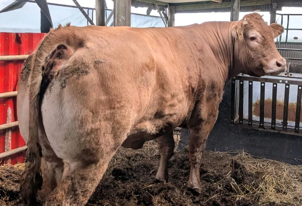 Pedigree registered TVR cow - Image 1