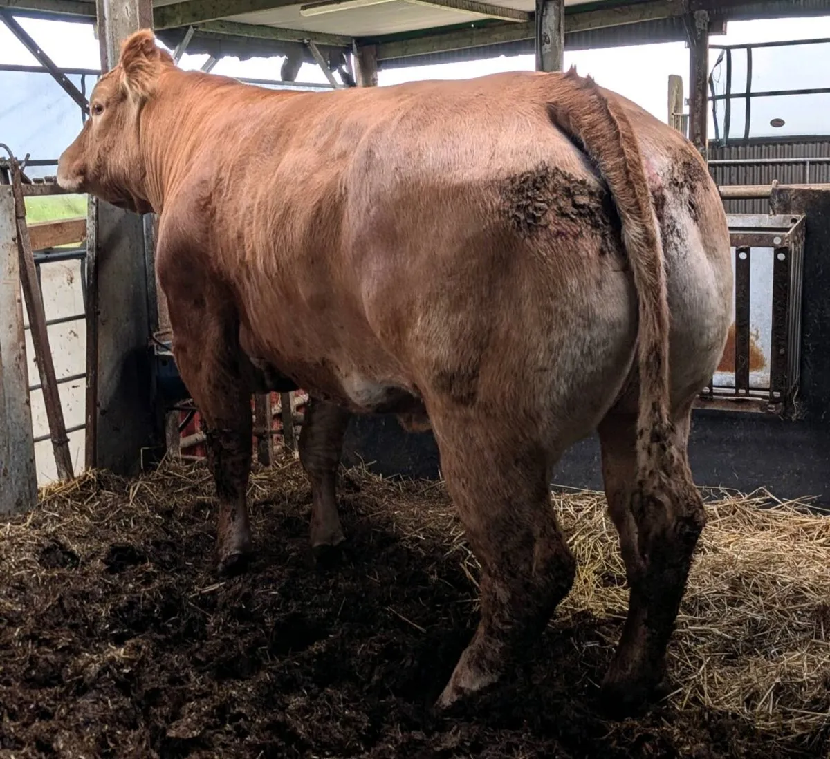 Pedigree registered TVR cow - Image 2