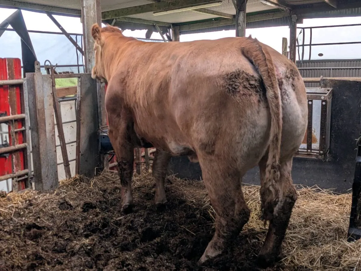Pedigree registered TVR cow - Image 3