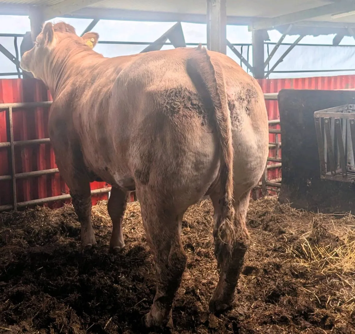 Pedigree registered TVR cow - Image 4