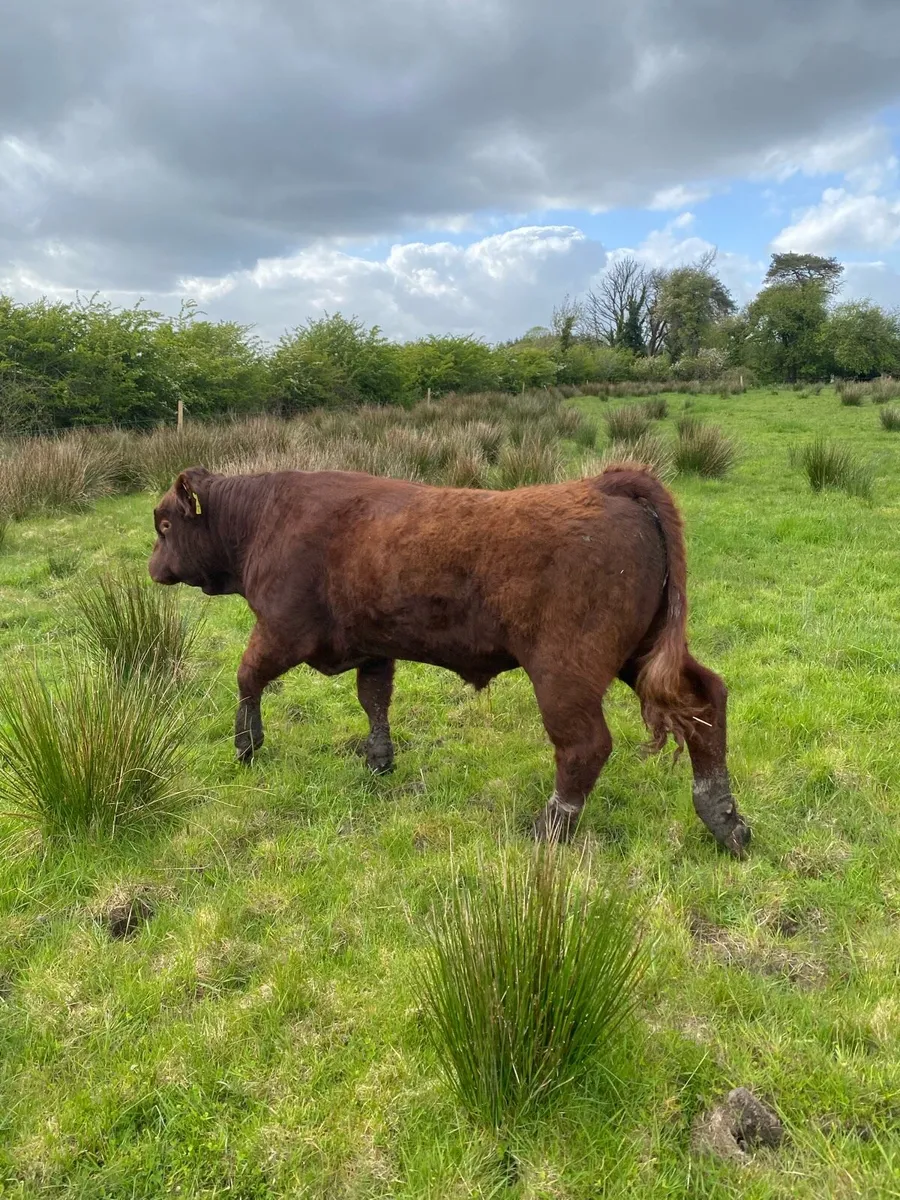 Polled Saler bull - Image 2