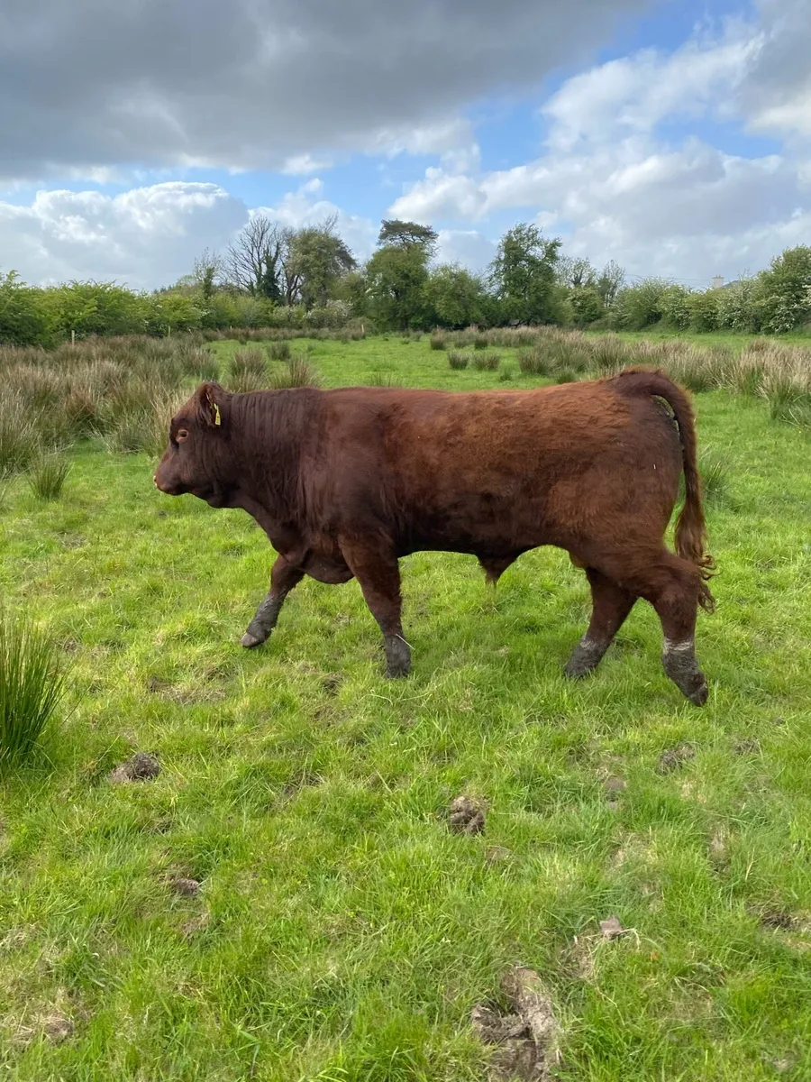Polled Saler bull - Image 3