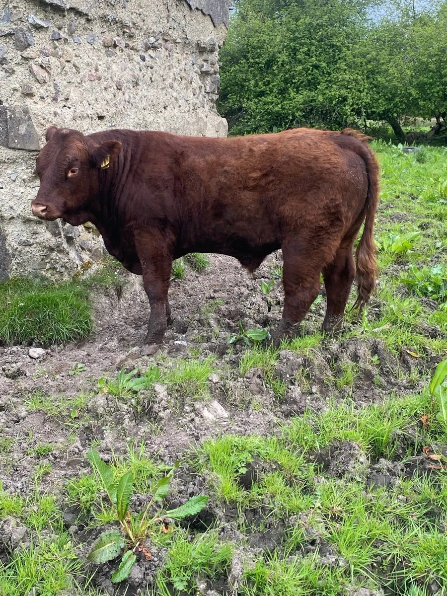 Polled Saler bull - Image 4