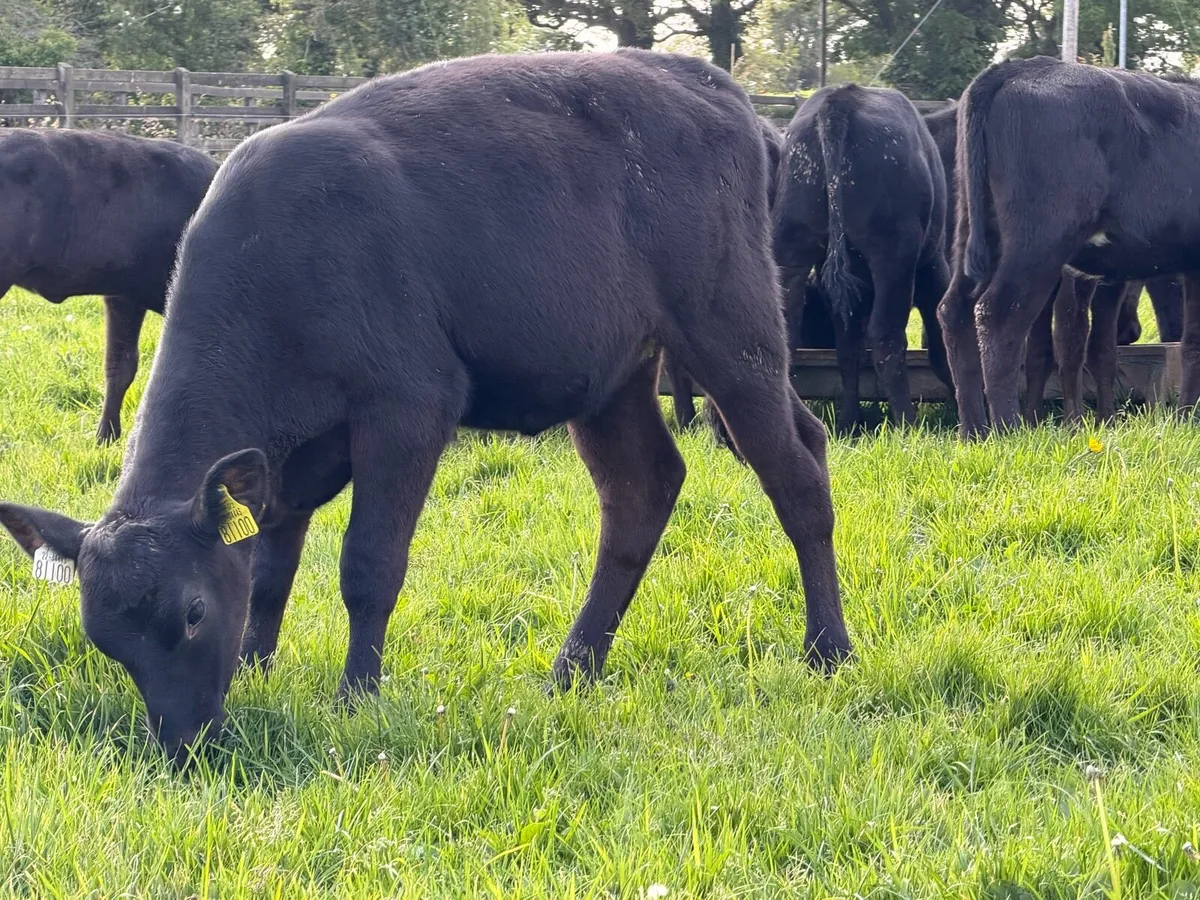 16 super runners for sale 150kg - Image 2