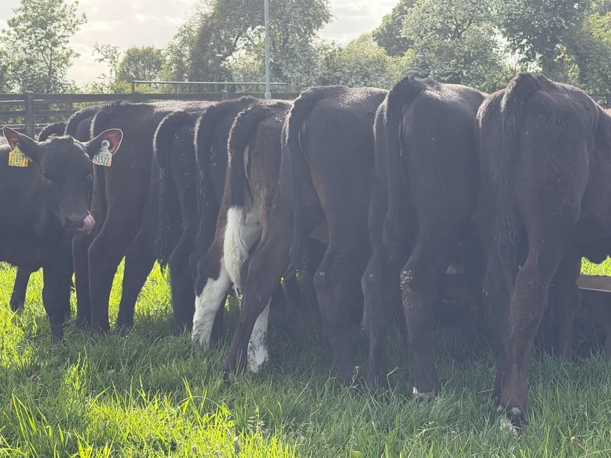 16 super runners for sale 150kg - Image 3