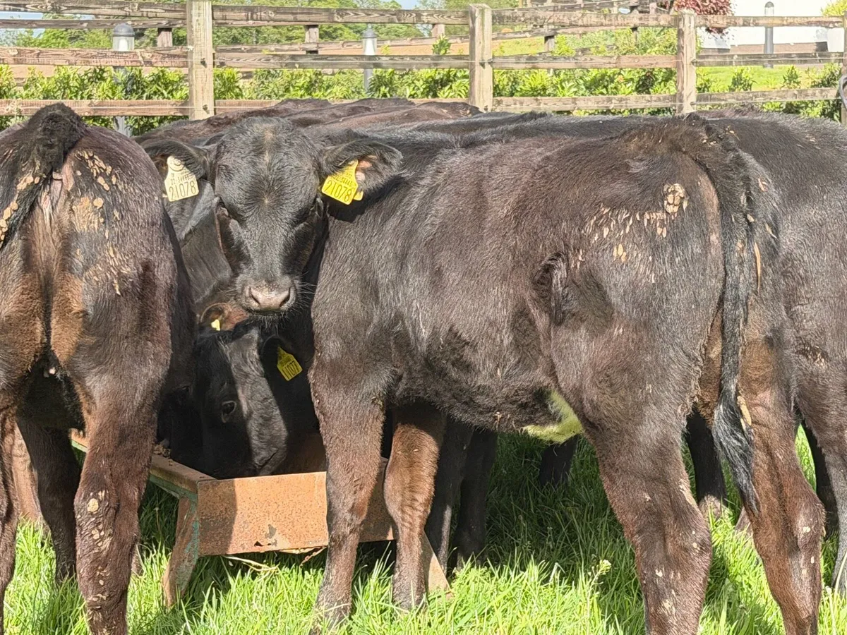 16 super runners for sale 150kg - Image 4