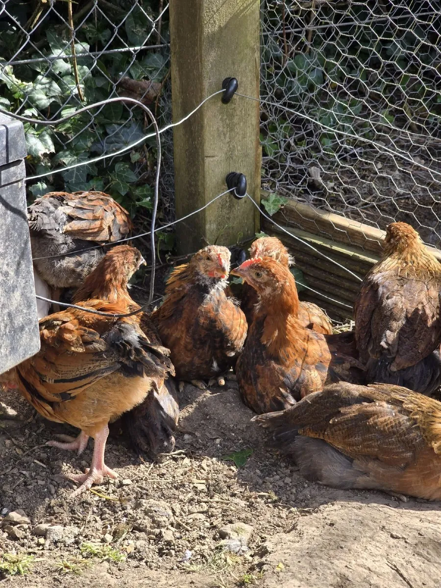 Welsummer off heat chicks 6 weeks old - Image 2