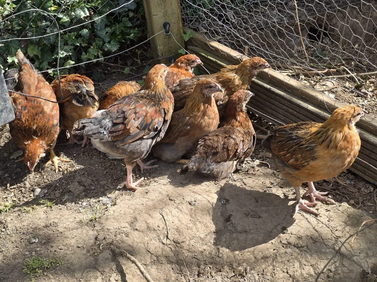 Welsummer off heat chicks 6 weeks old - Image 4