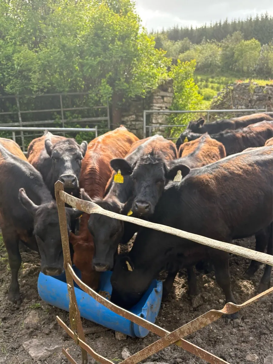 Aberdeen Angus Heifers - Image 2