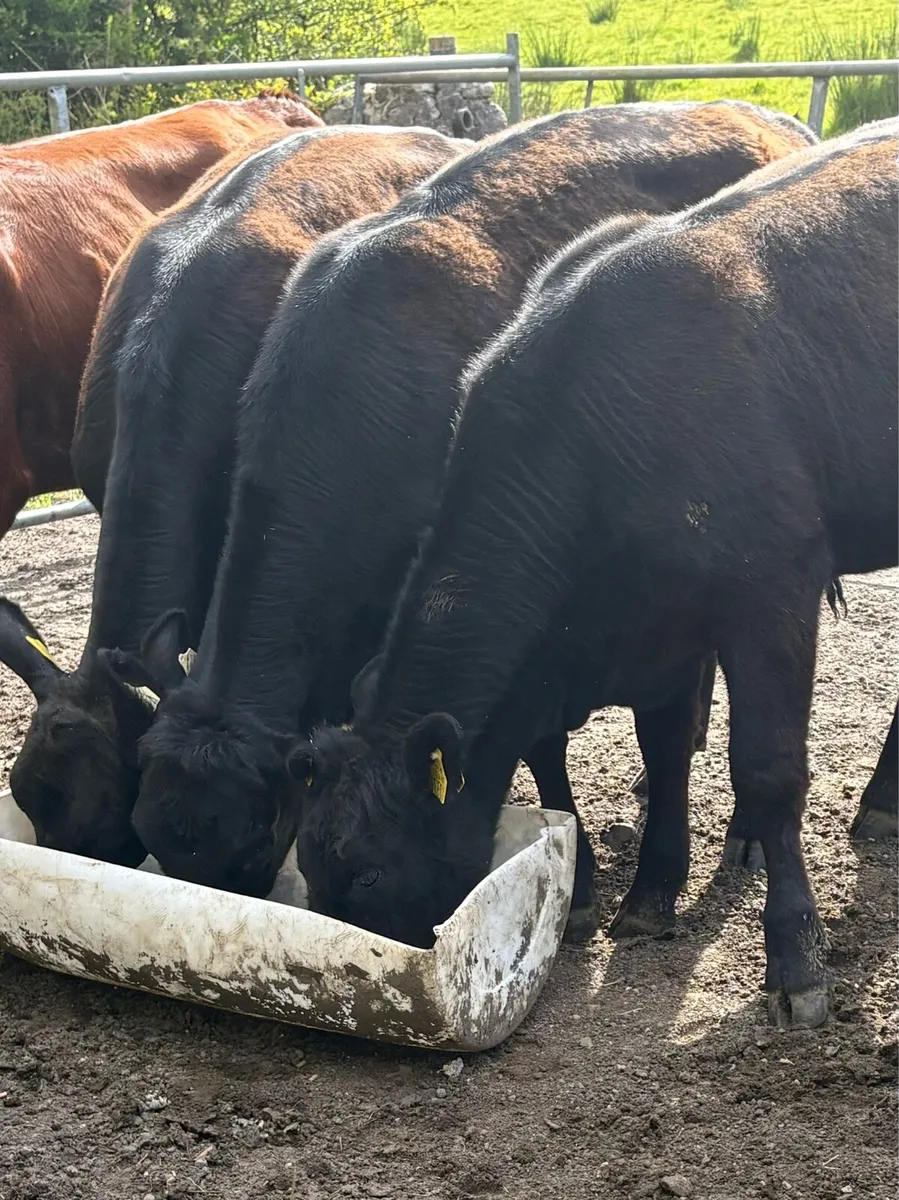 Aberdeen Angus Heifers - Image 1