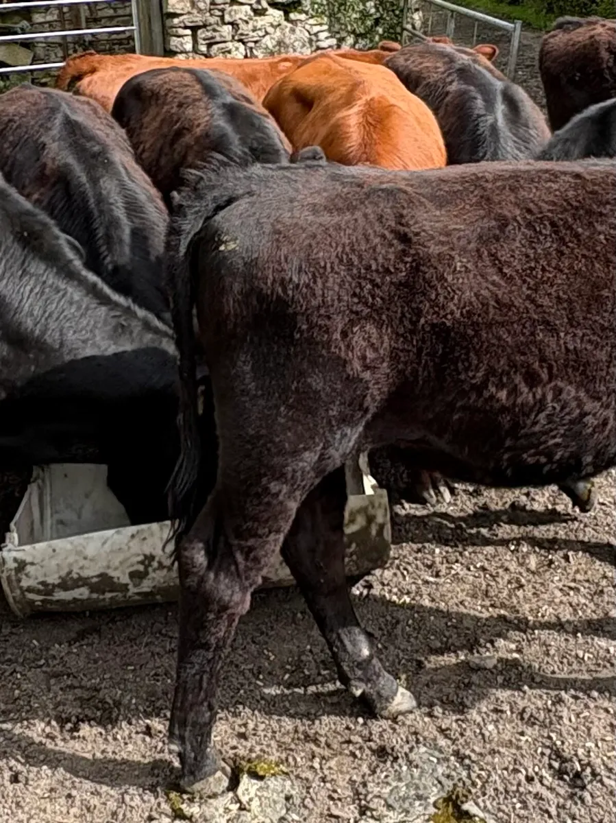 Aberdeen Angus Heifers - Image 4