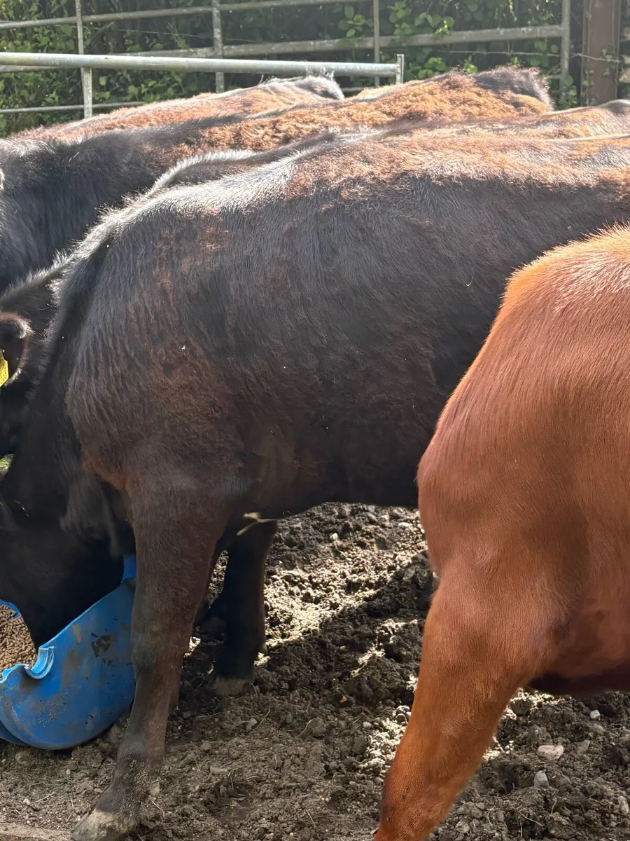 Aberdeen Angus Heifers - Image 3