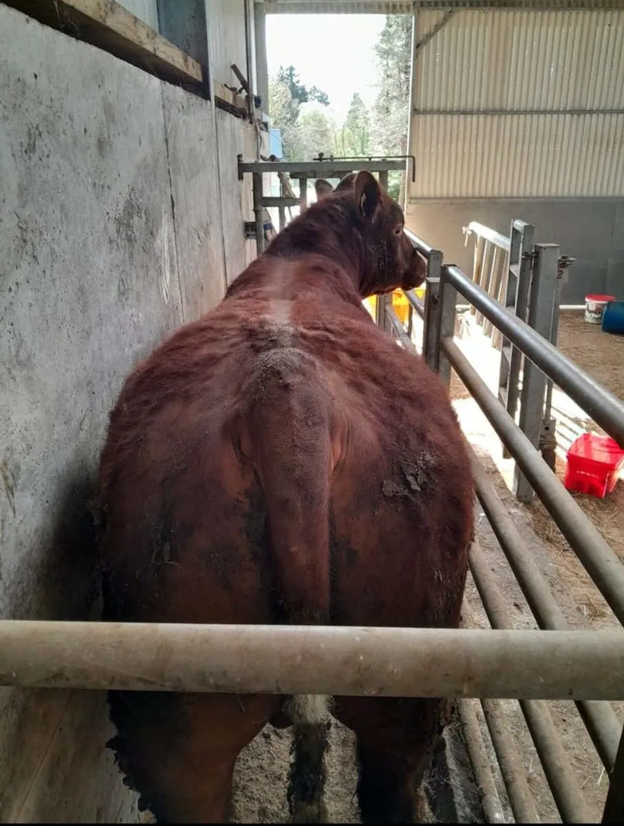 PB Shorthorn Bulls For Sale - Image 2
